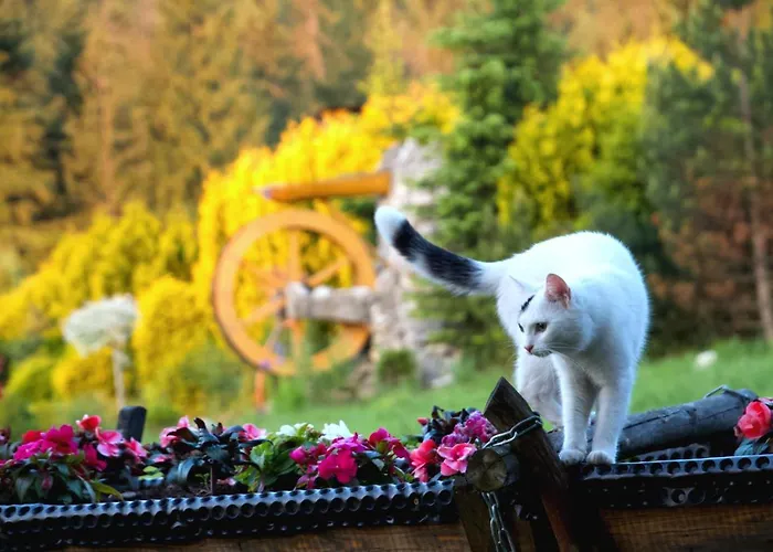 بينسجونات يو أني 3*